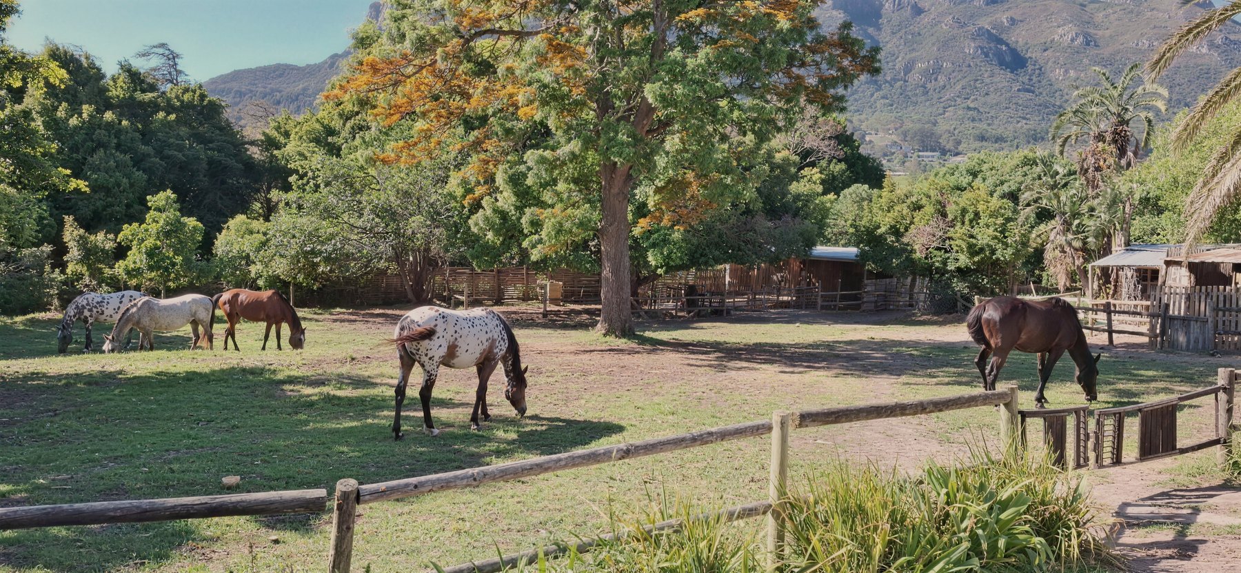 The paddock at Riverdance Farm with the Hout Bay mountains behind