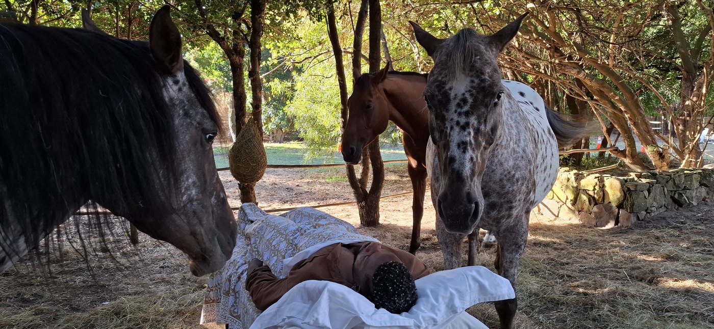 Horses gathered around a person resting in the shade